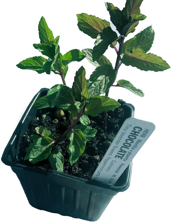 Organic Chocolate Mint Live Plant (Mentha piperita 'Chocolate Mint') 2.5 inch Pot.