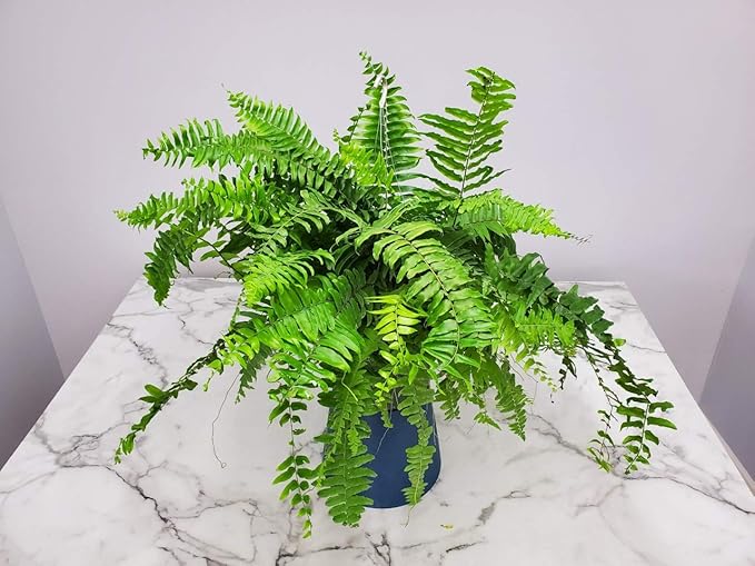 Tropical Plants of Florida Macho Fern Hanging Basket 12 Inch Live Fern Plant, 28 to 32 Inch Spread, Large Lush Outdoor Indoor Shade Plant for Porch Patio