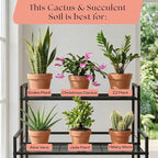 Rosy Soil Cactus and Succulent Potting Soil Mix for Houseplants - Fast Draining Organic Potting Soil for Succulents, AloeVera, Indoor Plant - Root Boosting for Drought Tolerant Growth, Pack of 2