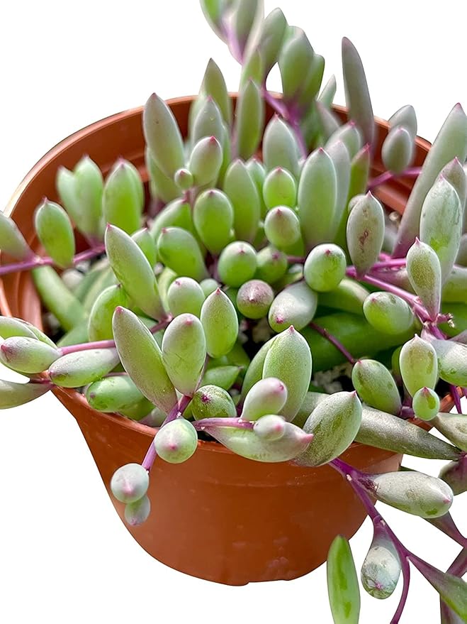 Fat Plants San Diego Succulent Plant(s) Fully Rooted in 4 inch Planter Pots with Soil - Real Live Potted Succulents/Unique Indoor Cactus Decor (1, Othonna Capensis)