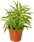 Peperomia Green Bean Live Plant for Indoor | Different Houseplants in 4'' & 6'' Pot | Real House Plant for Living Room, Office, Desk & Bathroom | Ferreyrae | Pincushion