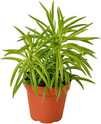 Peperomia Green Bean Live Plant for Indoor | Different Houseplants in 4'' & 6'' Pot | Real House Plant for Living Room, Office, Desk & Bathroom | Ferreyrae | Pincushion