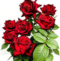 Rare Rose Seeds, 500 Pcs, Sunset Colored Blooming Plants for Garden Flower Beds, Borders & Cut Flowers, Prolific Outdoor Rose Seeds Thriving in Full Sun & Well-Draining Soil (Red)