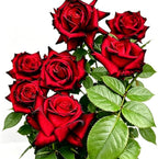 Rare Rose Seeds, 500 Pcs, Sunset Colored Blooming Plants for Garden Flower Beds, Borders & Cut Flowers, Prolific Outdoor Rose Seeds Thriving in Full Sun & Well-Draining Soil (Red)
