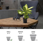 Live Dieffenbachia, Dumb Cane, Variegated Houseplant, Palm Tree Plant, Office Gift, Plant Lover Gift, Air Purification Plant, Sympathy Gift, Fully Rooted Plant in 4" Pot