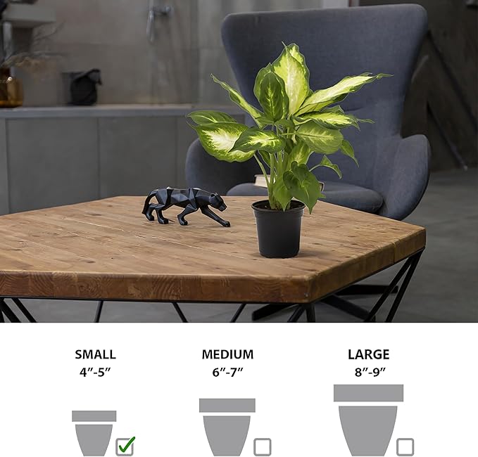 Live Dieffenbachia, Dumb Cane, Variegated Houseplant, Palm Tree Plant, Office Gift, Plant Lover Gift, Air Purification Plant, Sympathy Gift, Fully Rooted Plant in 4" Pot