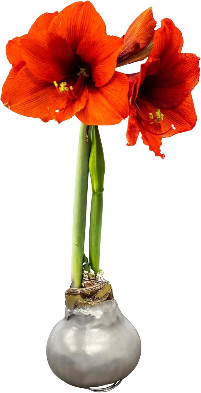 Waxed Amaryllis Bulb – Silver Wax with Red Blooms – Live Holiday Gift Plant, Easy Care, No Watering Needed