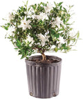 Brussel's Bonsai - Live Gardenia Bonsai Tree, Outdoor Bonsai Plant in Grower Pot, 4 Years Old, 6-8 Inches Tall, Easy Care Flowering Plant for Patio or Garden (Small)