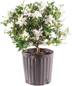 Brussel's Bonsai - Live Gardenia Bonsai Tree, Outdoor Bonsai Plant in Grower Pot, 4 Years Old, 6-8 Inches Tall, Easy Care Flowering Plant for Patio or Garden (Small)
