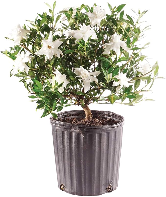 Brussel's Bonsai - Live Gardenia Bonsai Tree, Outdoor Bonsai Plant in Grower Pot, 4 Years Old, 6-8 Inches Tall, Easy Care Flowering Plant for Patio or Garden (Small)