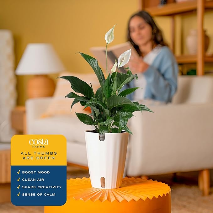Costa Farms Peace Lily Live Plant in Decorative Pot, Air Purifying Flowering Indoor Houseplant, Perfect for Home, Room, or Office Decor, Great House Warming or Birthday Gift, 14-24 Inches Tall