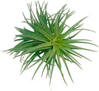 ragnaroc Air Plants - Flowering Tillandsia Pink Paske Large 5" - 2ct - Live Arrival Guaranteed - House Plants for Home Decor & Gift
