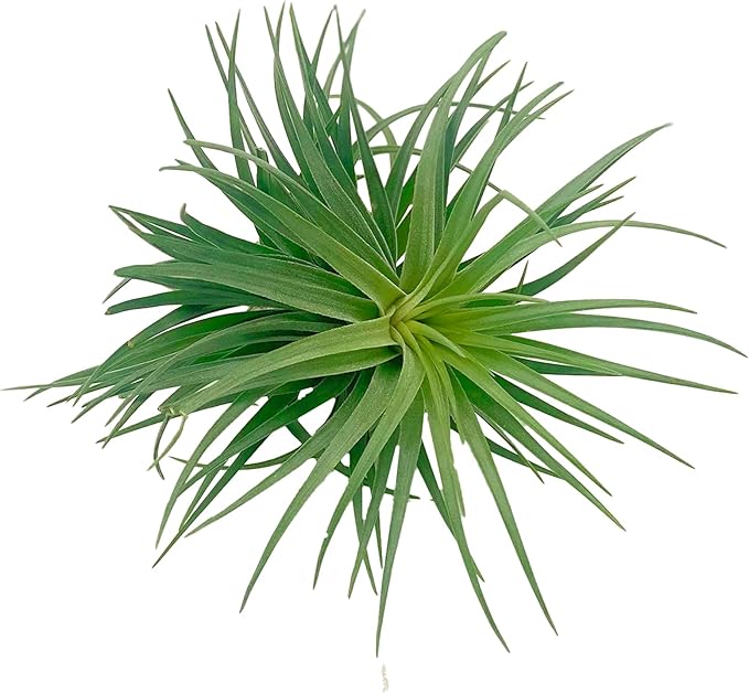 ragnaroc Air Plants - Flowering Tillandsia Pink Paske Large 5" - 3ct - Live Arrival Guaranteed - House Plants for Home Decor & Gift