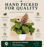 Calathea Peacock Live Plant, Prayer Plants Live HouseplaInts, Indoor Plant for Home Decor, Colorful Calathea Desk Plant