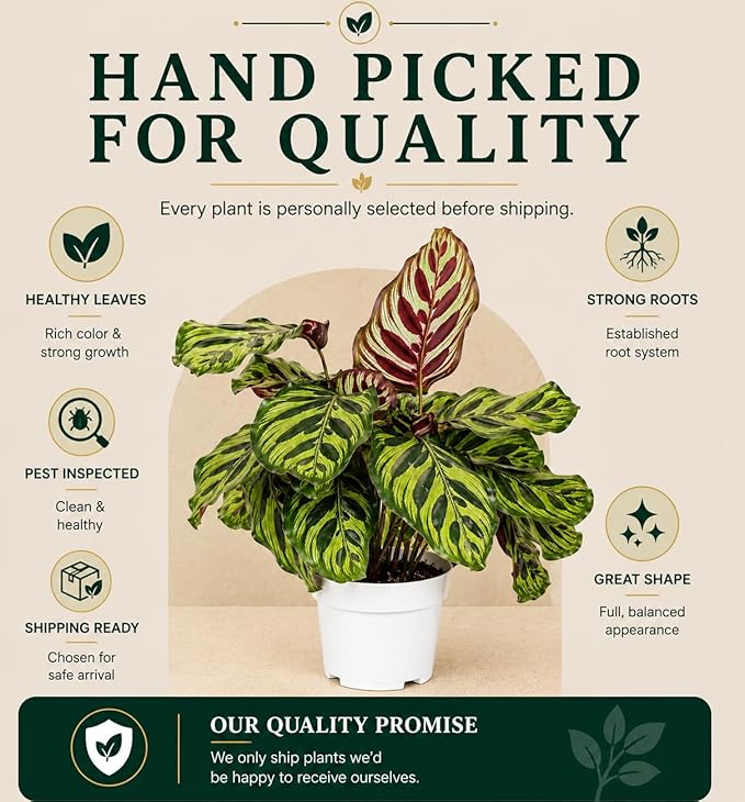 Calathea Peacock Live Plant, Prayer Plants Live HouseplaInts, Indoor Plant for Home Decor, Colorful Calathea Desk Plant