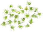 Ionantha Tillandsia Air Plants Live Indoor Plants (10PK), Air Plant Terrarium Plants Live Houseplants, Live Plants Indoor Plant Kit, Easy Care Plants for Air Plant Holder or Garden by Plants for Pets