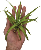 ragnaroc Air Plants - Tillandsia Capitata (Peach), Large 5-7” - 1 ct - Live Arrival Guaranteed - House Plants for Home Decor & Gift