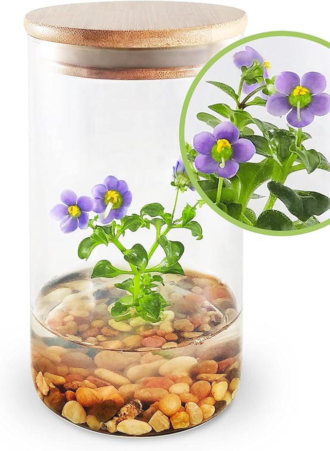 Bloomify Persian Violet (Exacum Affine) - Live Flower Terrarium in Self Sustaining Glass Jar, Maintenance Free, Great Unique Gift and Home Decor, 100% Growth Guarantee