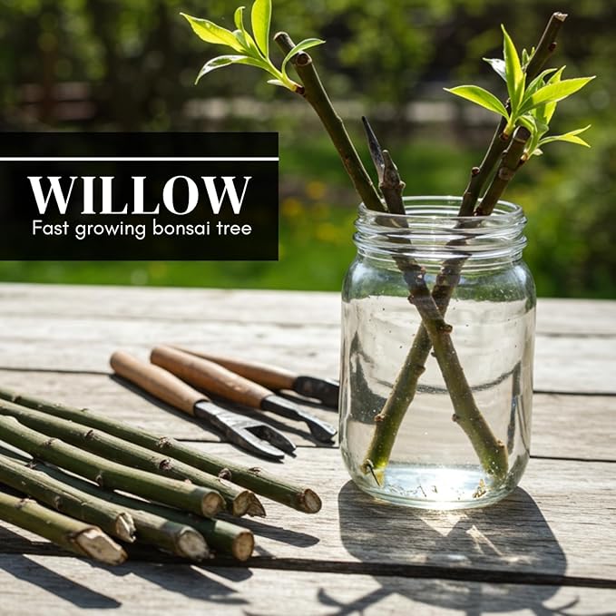 Eversong Weeping Willow Bonsai Tree Cutting to Grow - Thick Trunk Cutting - Great Gift - Fast Growing Indoor or Outdoor Bonsai, Living Desk Plant, Meaningful Present for Home or Office