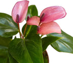 Anthurium Purple Andraeanum - Exquisite Indoor Plant with Long-Lasting Blooms and Lush Foliage & Glossy Purple Flowers - Easy-Care Indoor Plant - CA Seller - Air Purifying Plant (Small Plant, 4" Pot)