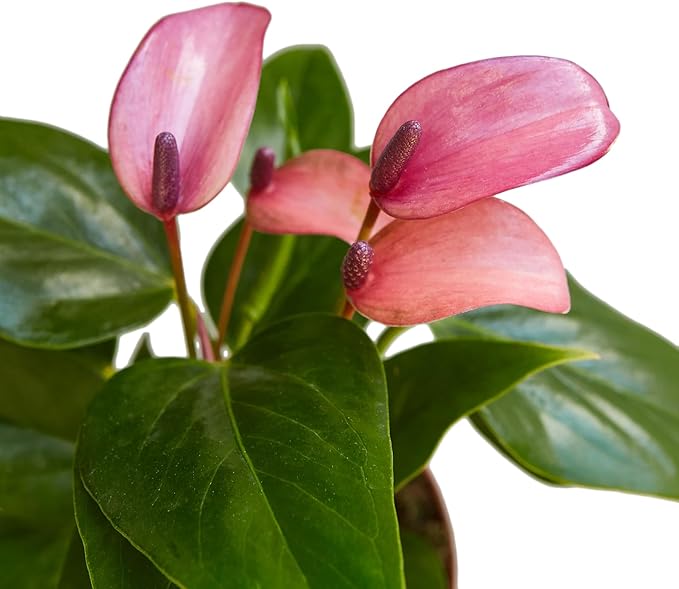 Anthurium Purple Andraeanum - Exquisite Indoor Plant with Long-Lasting Blooms and Lush Foliage & Glossy Purple Flowers - Easy-Care Indoor Plant - CA Seller - Air Purifying Plant (Small Plant, 4" Pot)