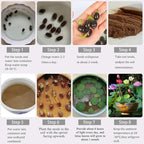 35 PCS Bowl Lotus Seeds for Planting – Mixed Color Bonsai Lotus Flower Seeds, Ornamental Aquatic Plants for Indoor Water Bowls, Outdoor Ponds & Gardens