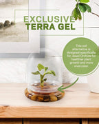 Jewel Orchid [Macodes sanderiana/petola] Live Orchid in Self-Sustaining Ecosystem, Maintenance Free Healthy Terrarium Plants Guarantee, Office and Home Decor (M. sanderiana Without Moss)