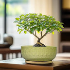 Bonsai Tree Pot - 8 Inch Ceramic Succulent Pots with Drainage Hole and Saucer, Boho Round Shallow Planter Bowl for Indoor Plants Flower, Office Decor, Gifts for Women & Men, Green