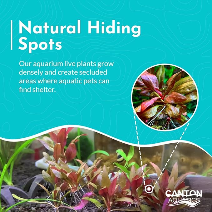 Amazon Sword Echinodorus Red Rose - Vibrant Red Aquarium Plant - High Light & CO2 Requirements - Beautiful Freshwater Aquarium Decoration - Easy to Maintain and Grow - 2" Pot