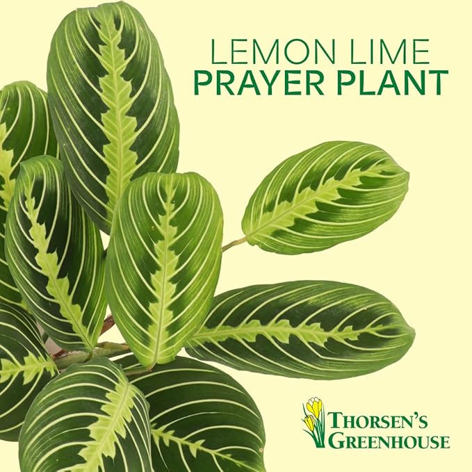 Thorsen's Greenhouse Lemon Lime Prayer Plant, Live Indoor Plant, Pet Friendly, Attractive Houseplant, Lemon Maranta, Natural Air Purifier, Easy to Grow, 4" Diameter Pot (Coffee)