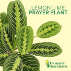 Thorsen's Greenhouse Lemon Lime Prayer Plant, Live Indoor Plant, Pet Friendly, Attractive Houseplant, Lemon Maranta, Easy to Grow, 4" Diameter Pot (Brushed Silver)