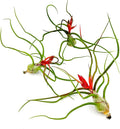 ragnaroc Air Plants - Flowering Tillandsia Bulbosa Belize, Giant 7-9" - 3ct - Live Arrival Guaranteed - House Plants for Home Decor & Gift