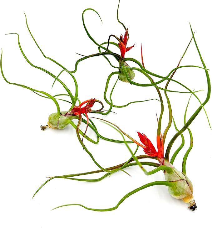 ragnaroc Air Plants - Flowering Tillandsia Bulbosa Belize, Giant 7-9" - 3ct - Live Arrival Guaranteed - House Plants for Home Decor & Gift