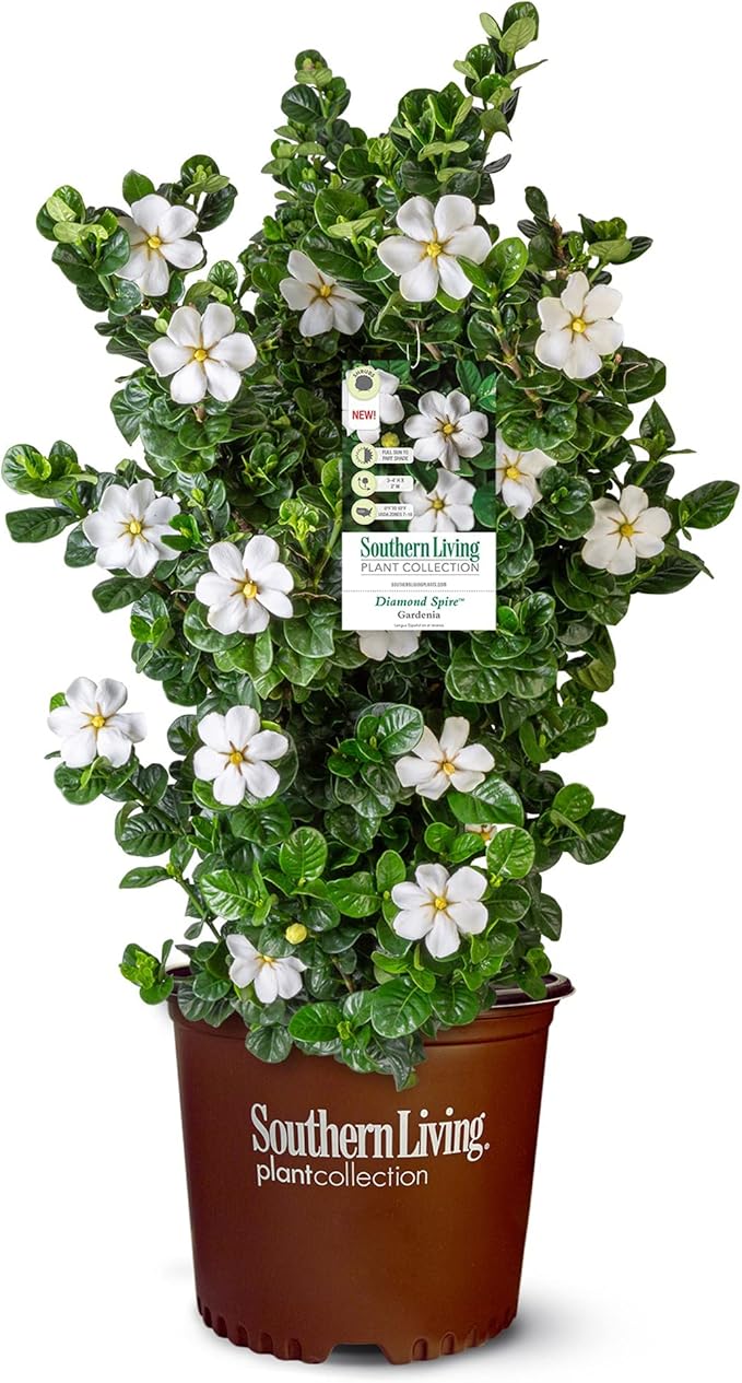 2 Gallon Southern Living Plant Collection Gardenia Diamond Spire Shrub