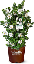 2 Gallon Southern Living Plant Collection Gardenia Diamond Spire Shrub