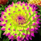 100+ Rare Mix Color Dahlia Pompon Flower Seeds Heirloom Variabilis Beautiful Annual for Planting Outdoor Gardens Yards