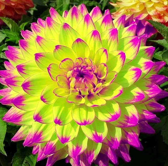 100+ Rare Mix Color Dahlia Pompon Flower Seeds Heirloom Variabilis Beautiful Annual for Planting Outdoor Gardens Yards
