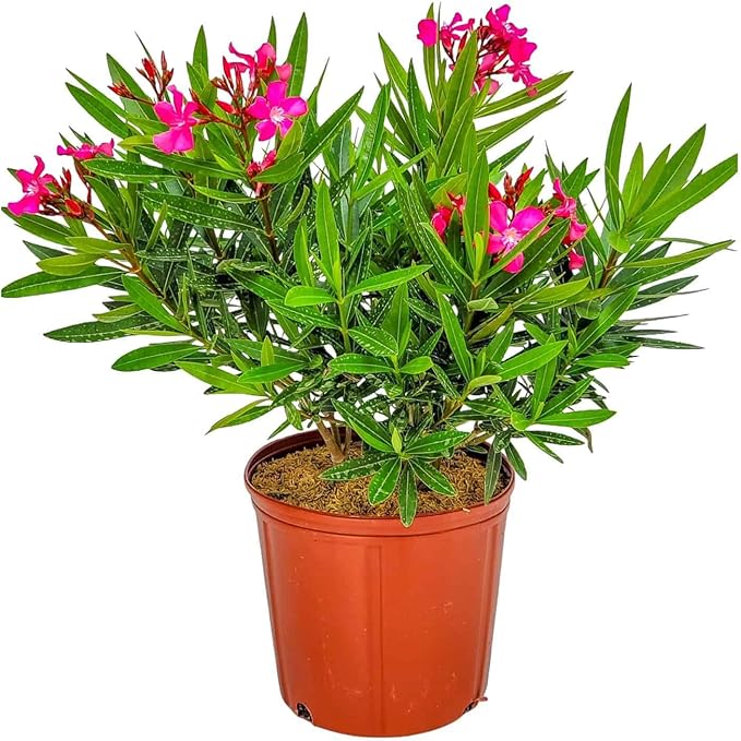 Calypso Pink Oleander Bush - Live Flower Plants - Tropical Plants of Florida - 26" to 30" Overall Height (Plant Only)