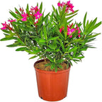 Calypso Pink Oleander Bush - Live Flower Plants - Tropical Plants of Florida - 26" to 30" Overall Height (Plant Only)