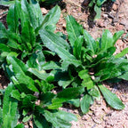 Culantro Plant Live, Culantro Plant for Garden, Indoor Outdoor Plant, Outdoor Vegetable Plant Bareroot, 3 Inches Tall, Green