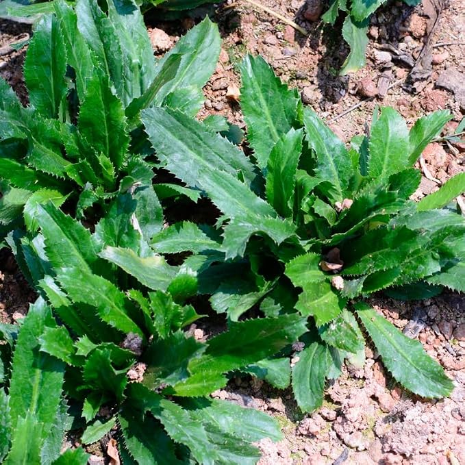 Culantro Plant Live, Culantro Plant for Garden, Indoor Outdoor Plant, Outdoor Vegetable Plant Bareroot, 3 Inches Tall, Green
