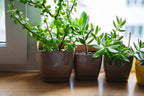 Doter Houseplant Potting Mix, Fertilized, Perlite Soil for All Types of Indoor House Plants and Tropical Plant 1 qt