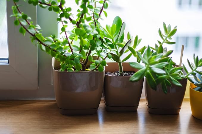 Doter Houseplant Potting Mix, Fertilized, Perlite Soil for All Types of Indoor House Plants and Tropical Plant 1 qt