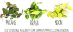 Live Pothos Plants (4PK) Indoor Plants Live Houseplants, Pothos Live Plant House Plants, Money Plant Indoor Pothos Plant Decor, Devils Ivy Trailing Plants Live by Plants for Pets,Black