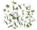 ragnaroc Air Plants Bulk - Tillandsia Variety Wholesale Pack, Regular 1-3" - 50ct - Live Arrival Guaranteed - House Plants for Home Decor & Gift