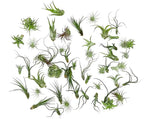 ragnaroc Air Plants Bulk - Tillandsia Variety Wholesale Pack, Regular 1-3" - 50ct - Live Arrival Guaranteed - House Plants for Home Decor & Gift