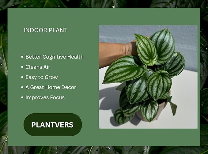 PLANTVERS Watermelon Peperomia in a 4" Grow Pot – Peperomia Argyreia – Indoor Watermelon Plant – Easy Care Air Purifying Houseplant – Low Maintenance Indoor Plant