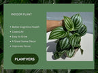PLANTVERS Watermelon Peperomia in a 4" Grow Pot – Peperomia Argyreia – Indoor Watermelon Plant – Easy Care Air Purifying Houseplant – Low Maintenance Indoor Plant