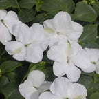 RedCrocus Impatiens Xtreme White – Vibrant White Flowering Annual, Perfect for Shade Gardens & Containers, Attracts Pollinators, Easy Care, Pet Safe (with Caution) 6" Pot (Pack of 5)