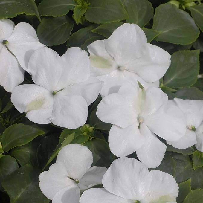 RedCrocus Impatiens Xtreme White – Vibrant White Flowering Annual, Perfect for Shade Gardens & Containers, Attracts Pollinators, Easy Care, Pet Safe (with Caution) 6" Pot (Pack of 5)